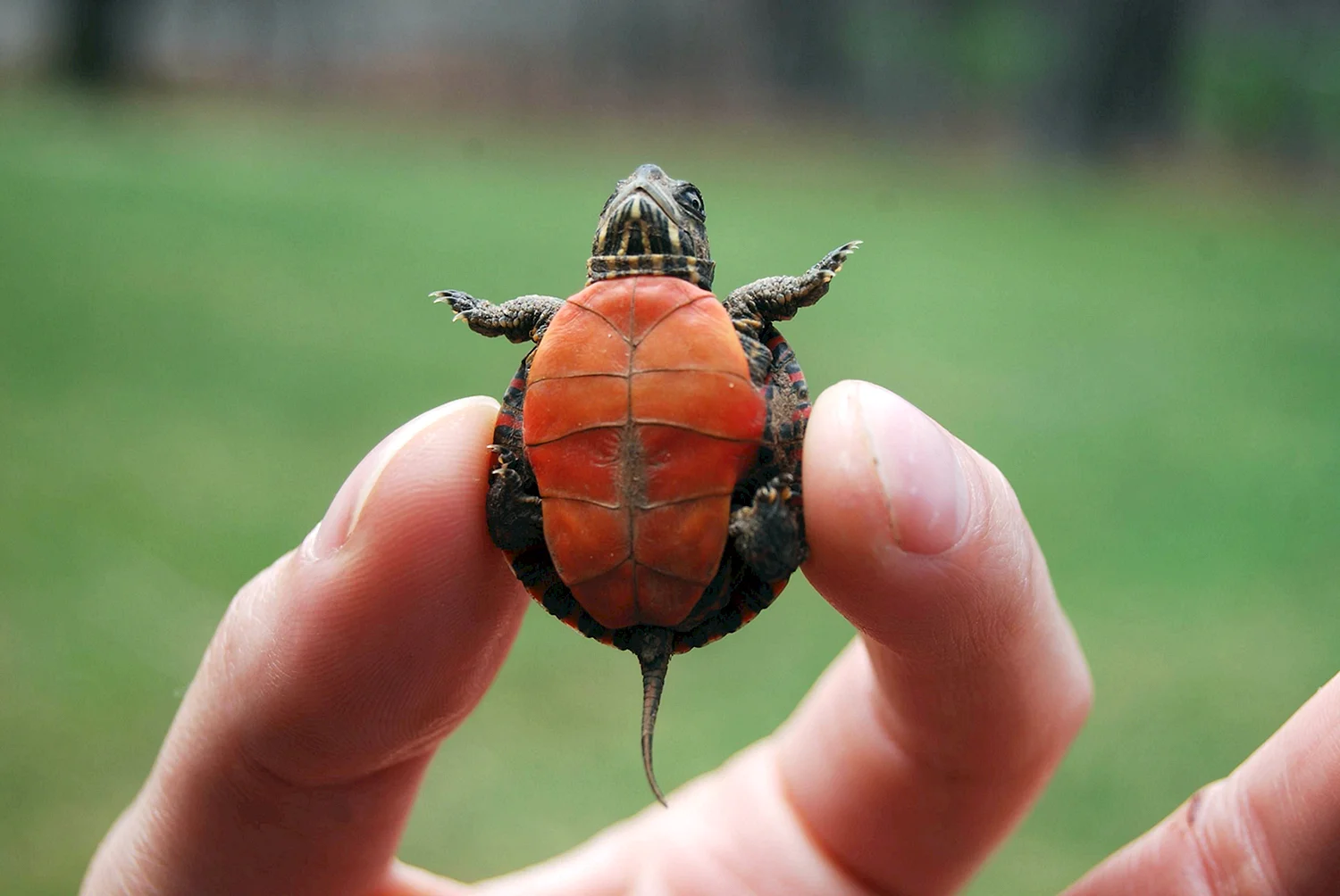 Черепахи живые маленькие