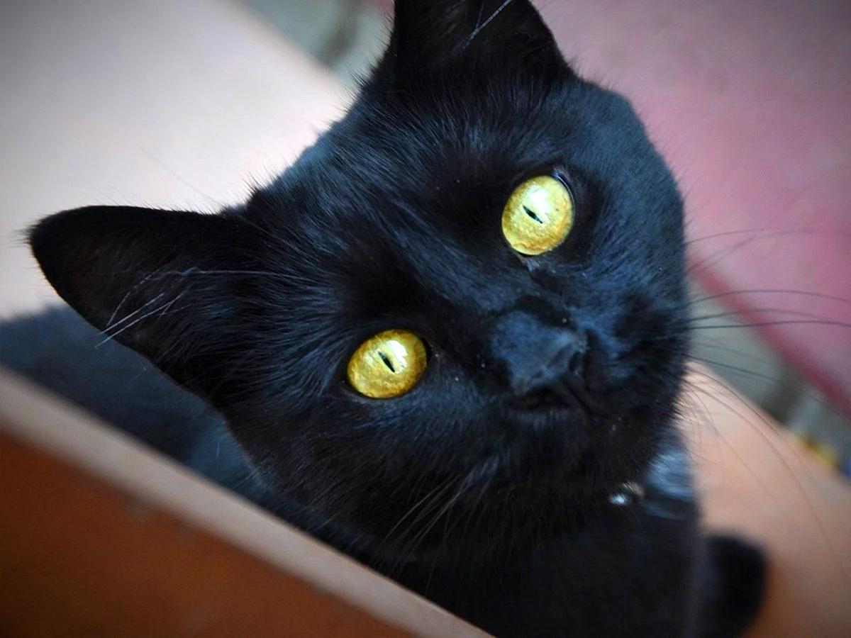 Черная Бомбейская кошка с желтыми глазами