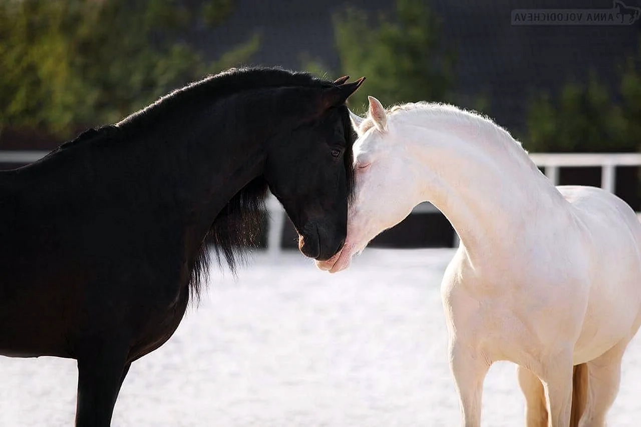 Черная и белая лошадь