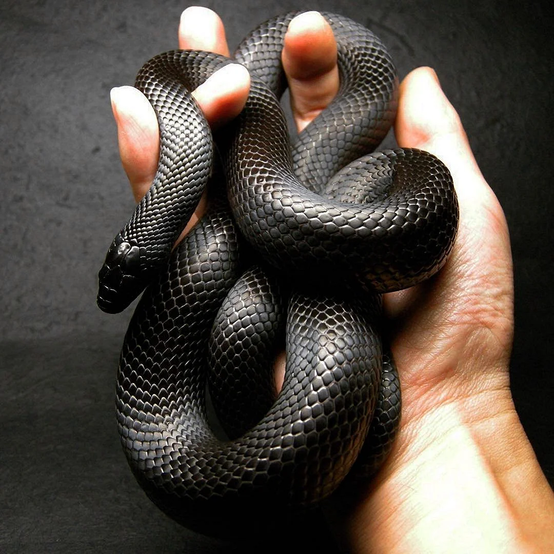 Черная Кобра змея