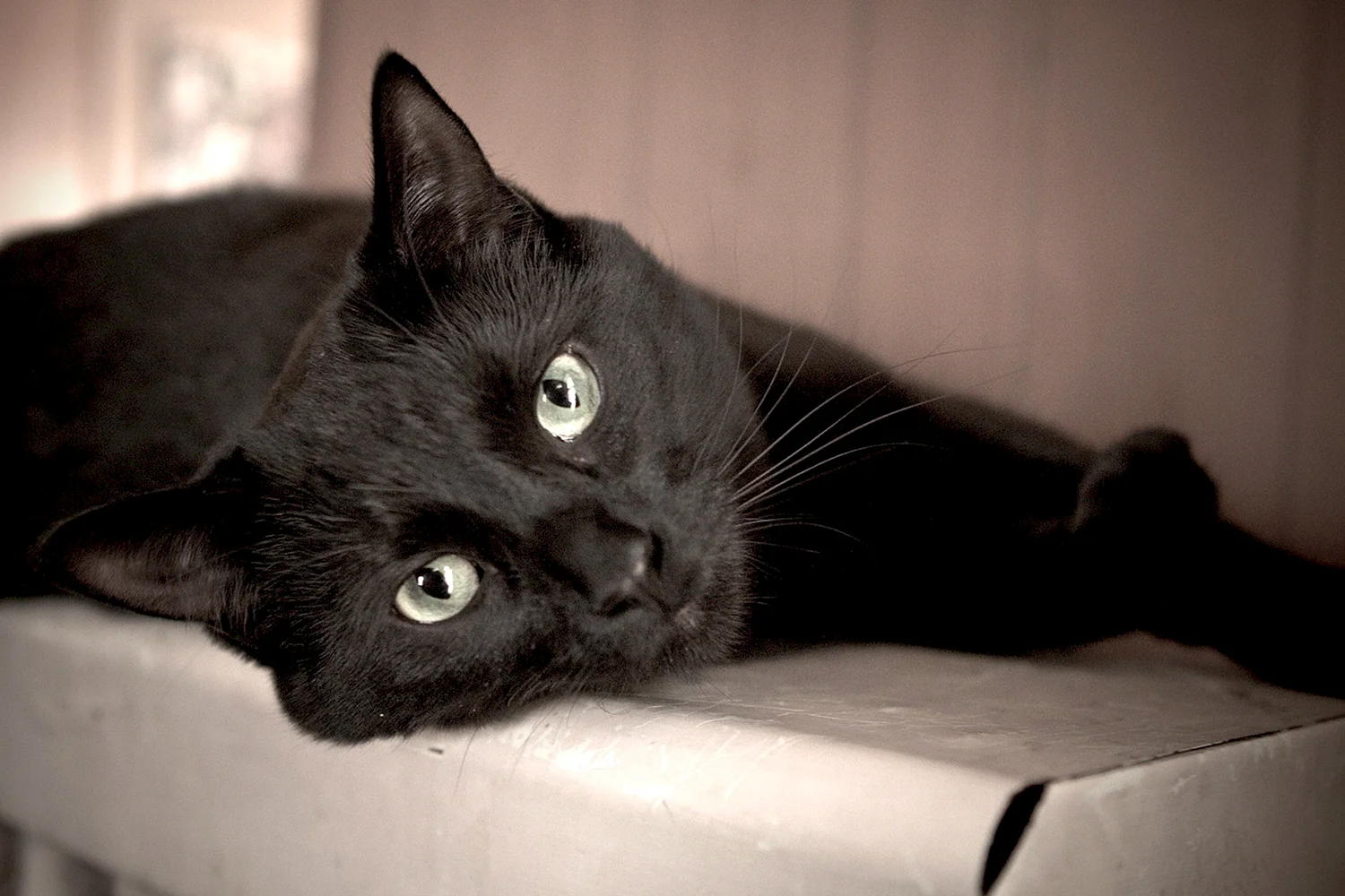 Черная кошка без породы