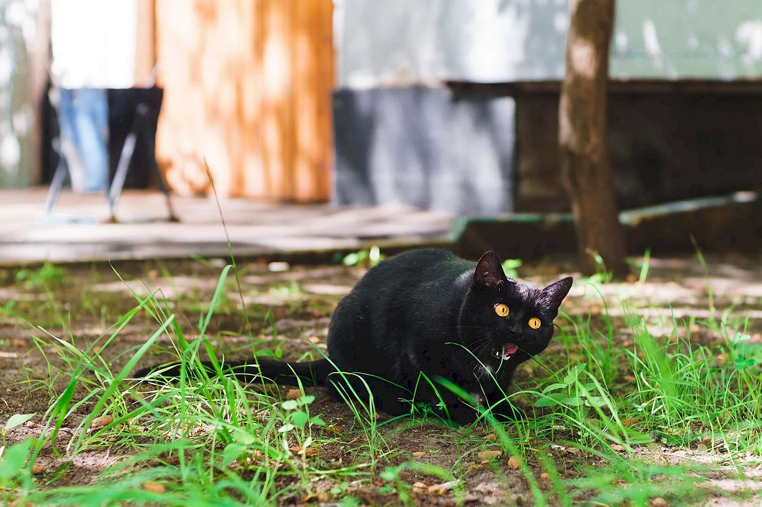 Черная кошка дворняжка