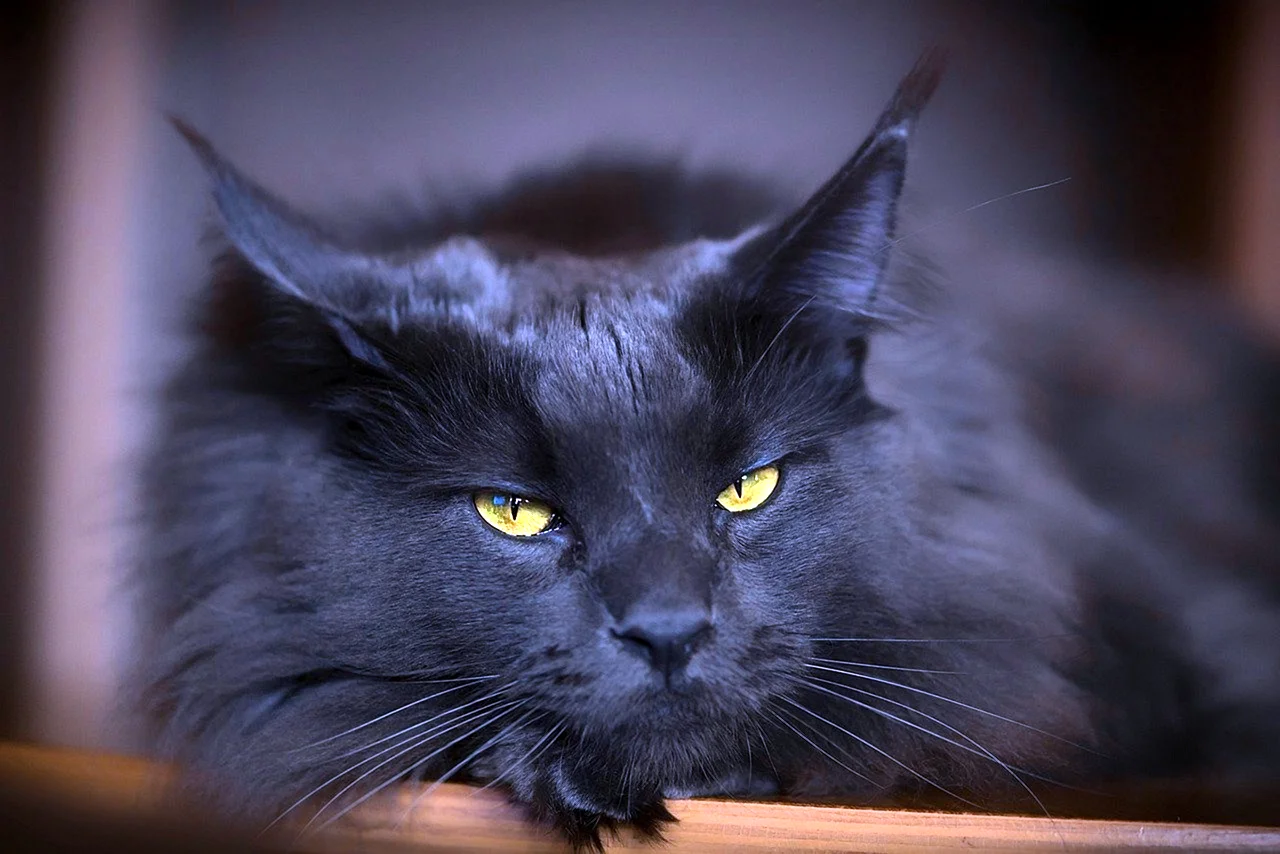 Черная кошка Мейн кун
