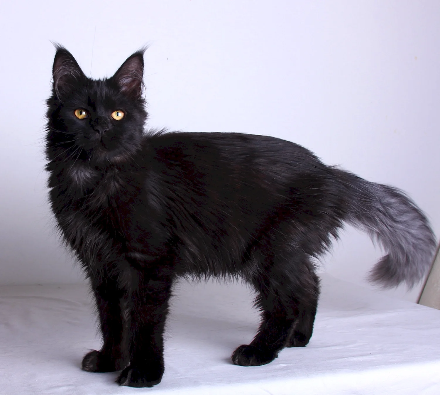 Черная кошка Мейн кун