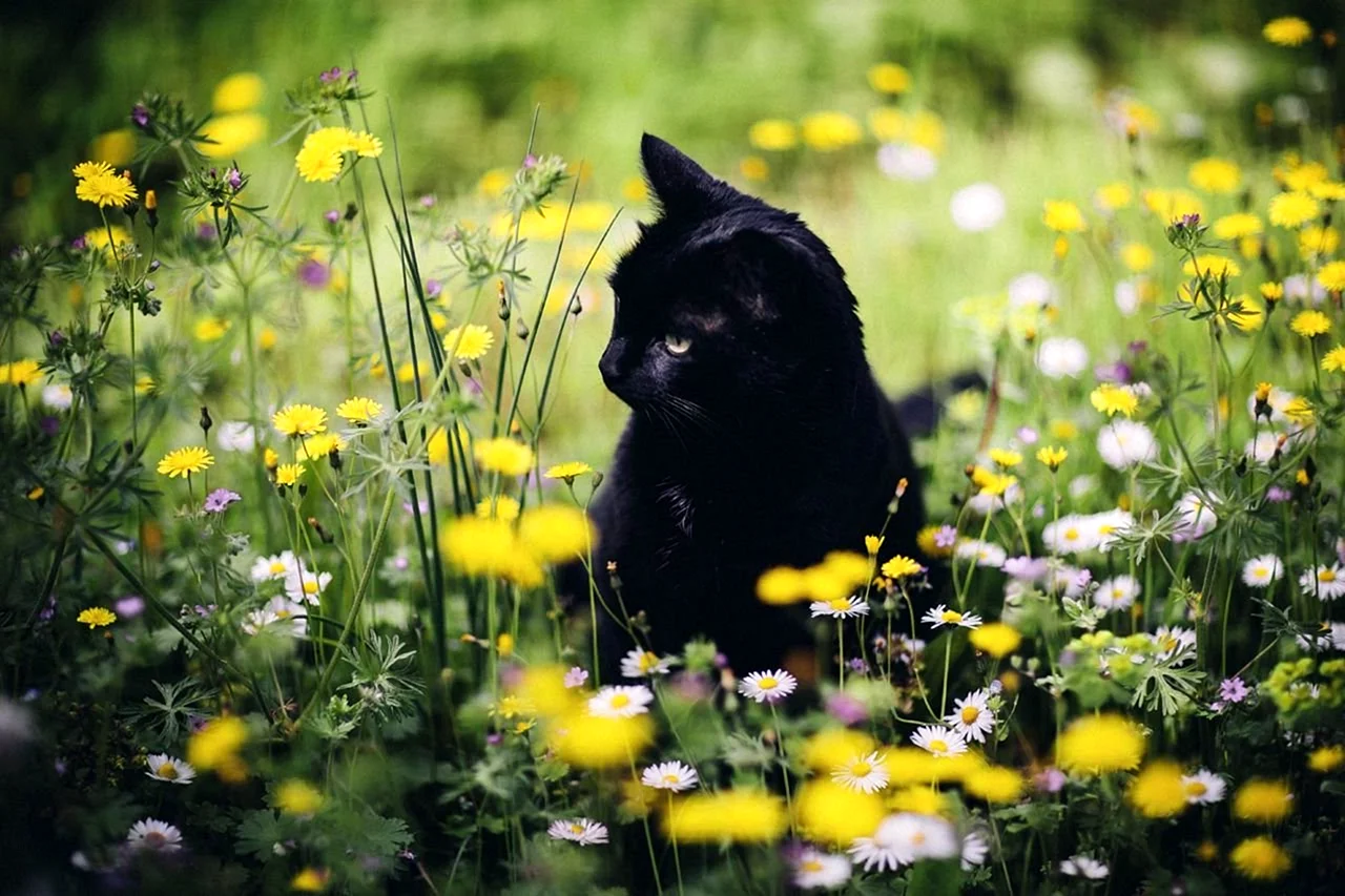 Черная кошка на природе