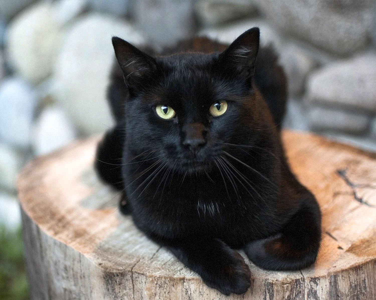 Чёрная кошка порода Бомбейская