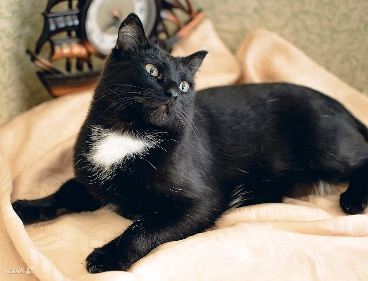 Черная кошка с белой грудкой