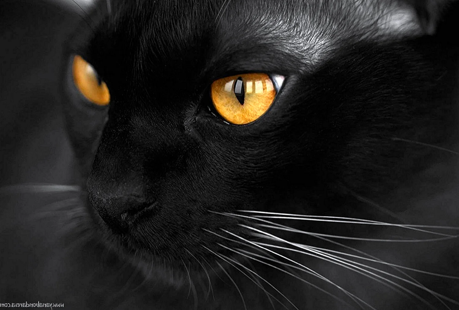 Черная кошка с карими глазами