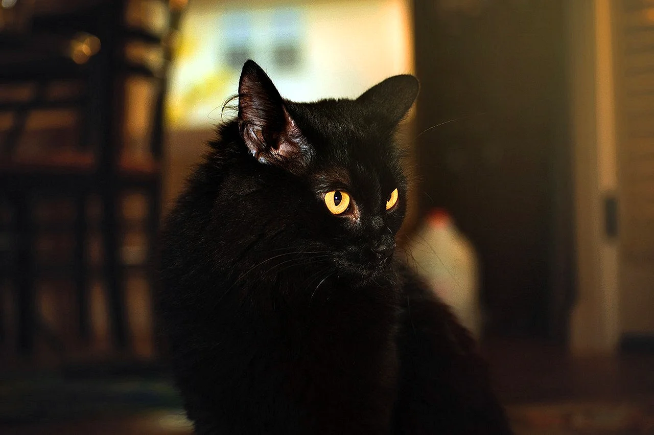 Черная кошка с карими глазами