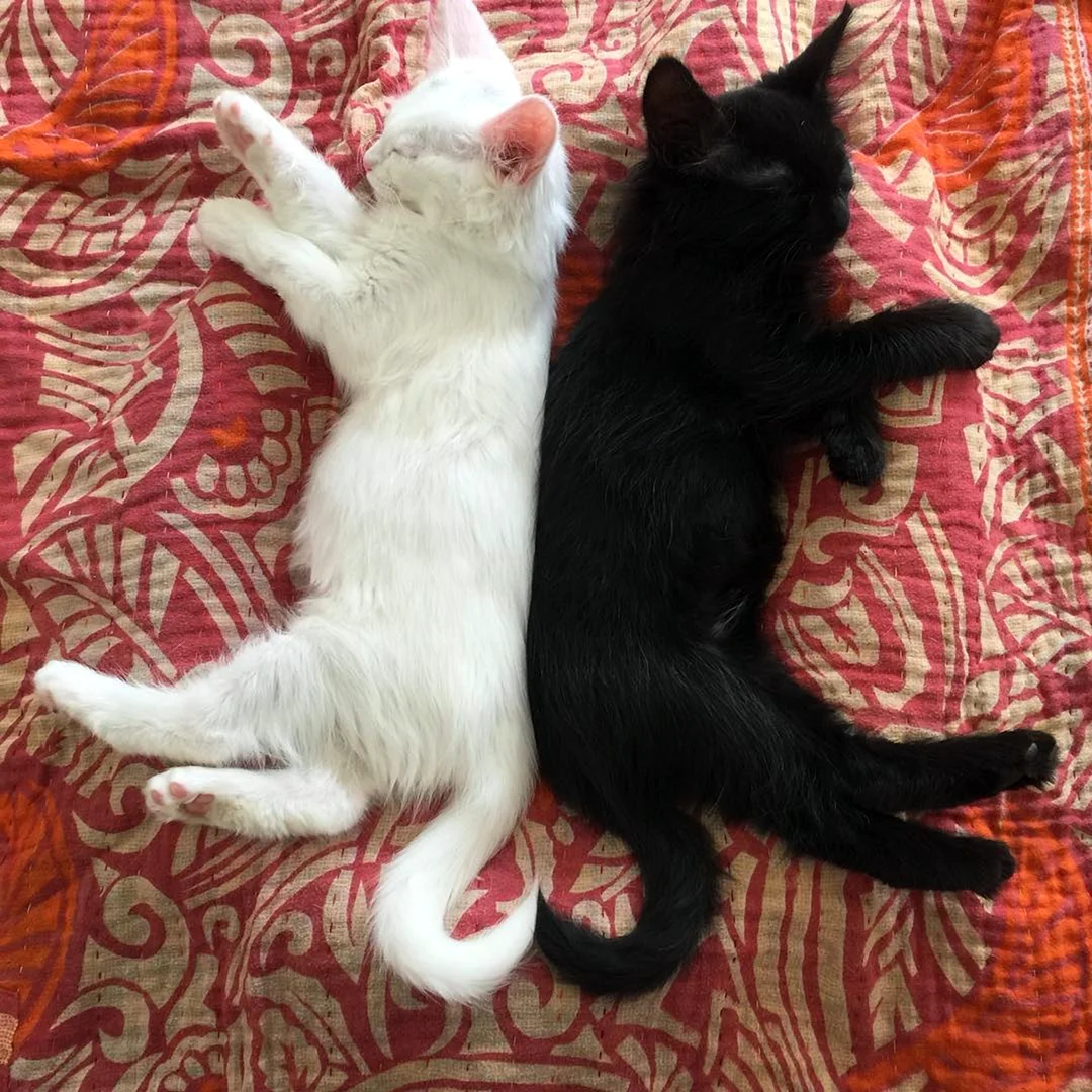 Черная кошка с котятами