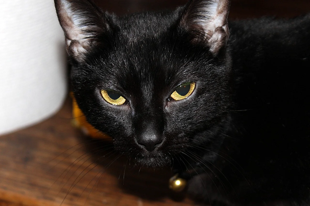Черная кошка с желтыми глазами порода