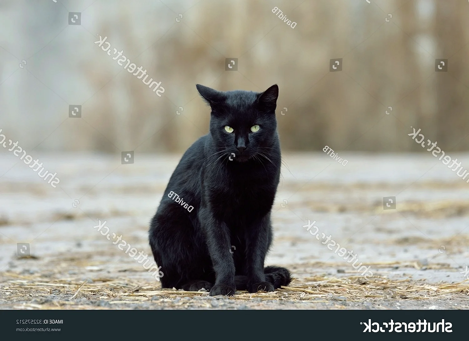 Черная кошка сидит