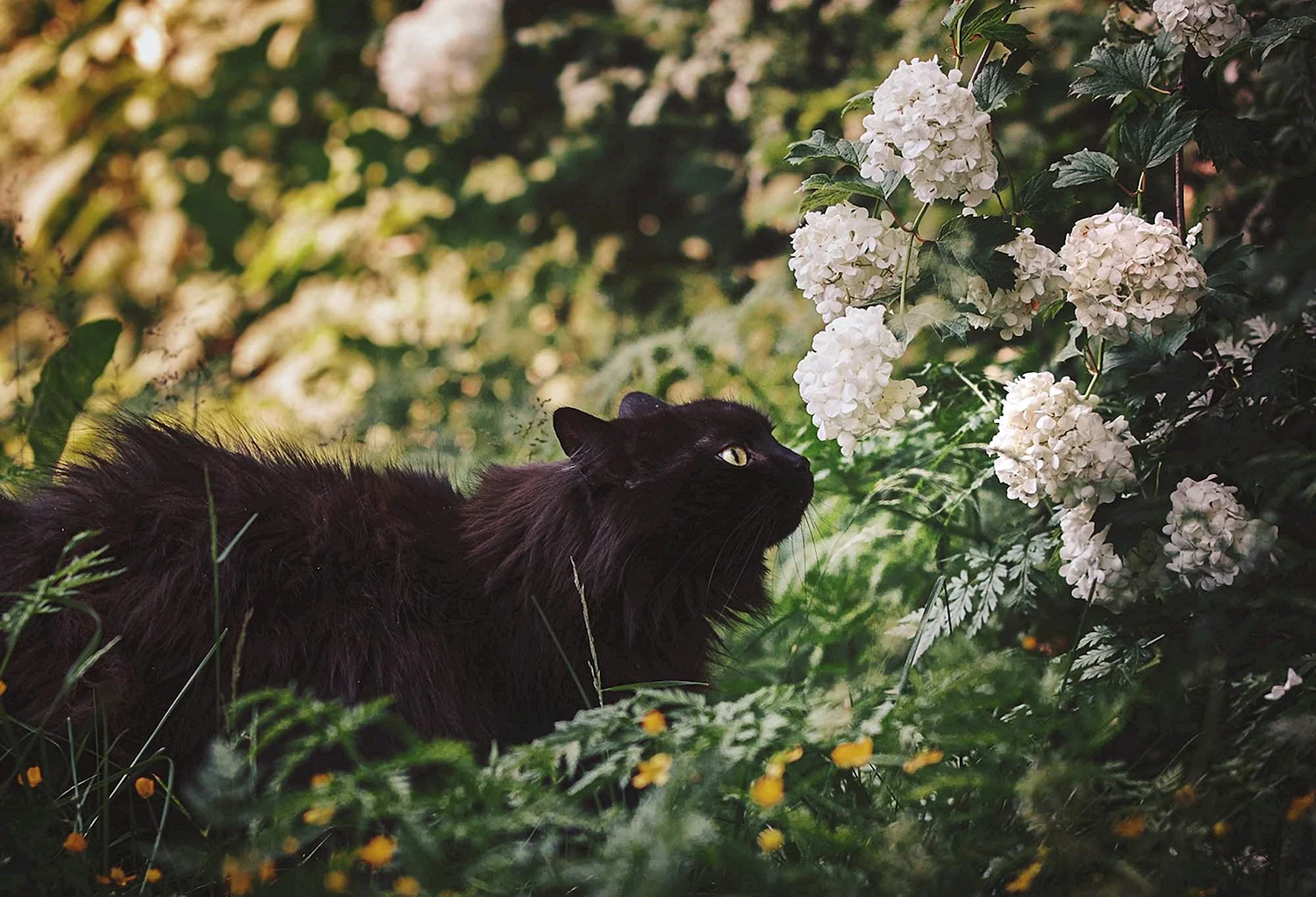 Черная кошка в лесу