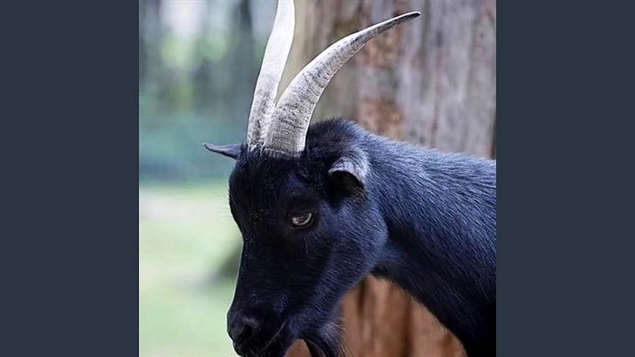 Черная коза