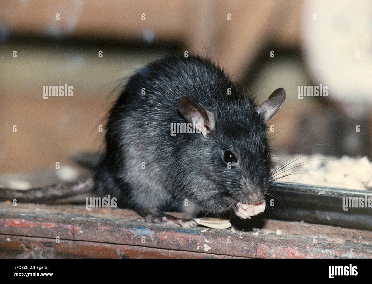 крыса фото дикая черная