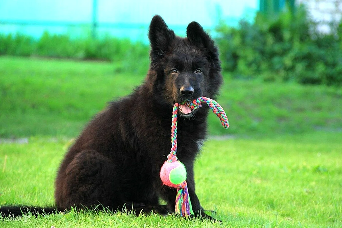 Чёрная немецкая овчарка длинношерстная щенок