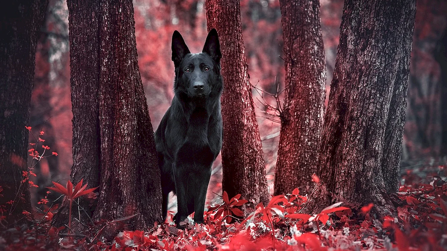 Чёрная немецкая овчарка в лесу