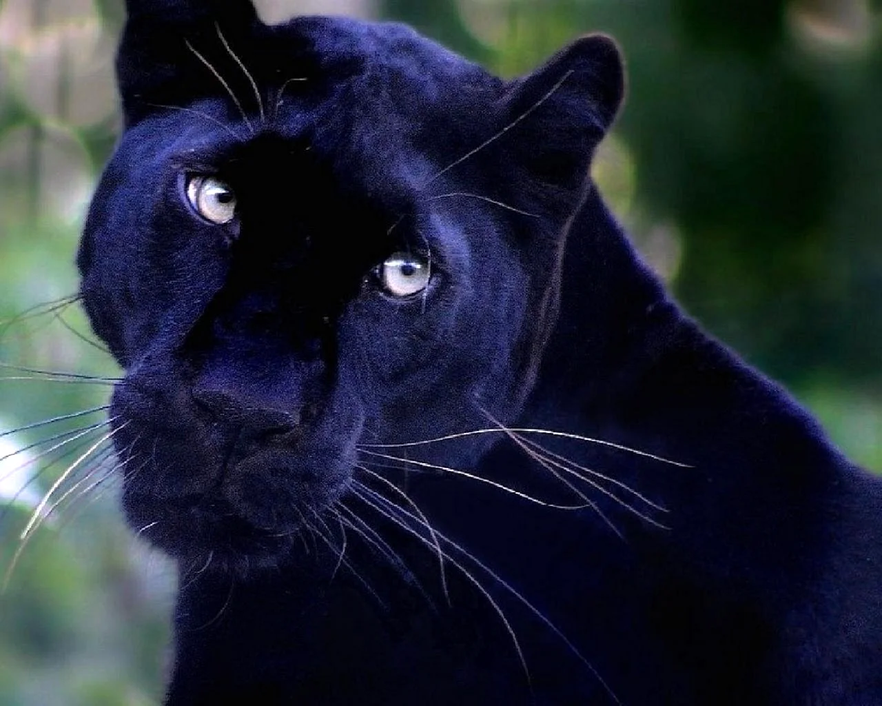 Черная пантера Багира