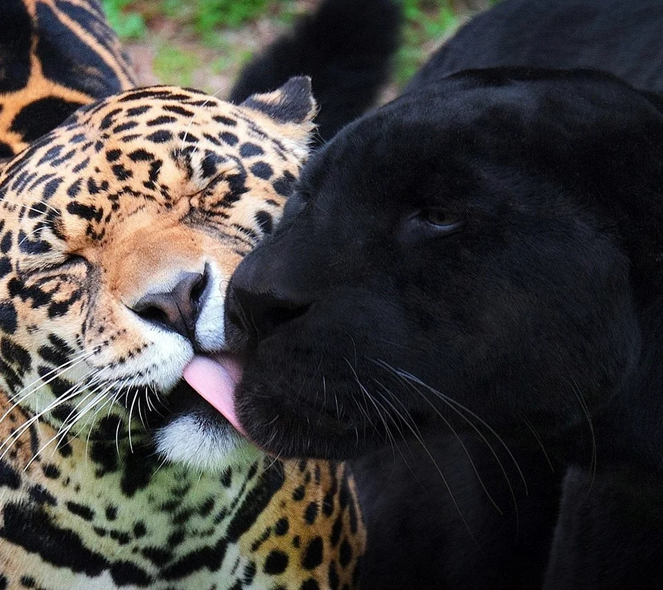Черная пантера и леопард