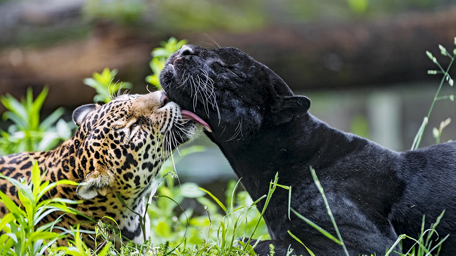 Черная пантера Ягуар и леопард