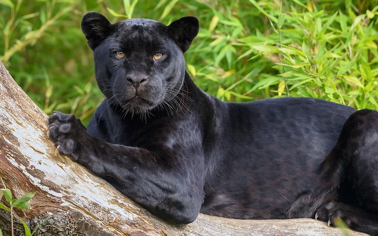 Черная пантера Ягуар меланист