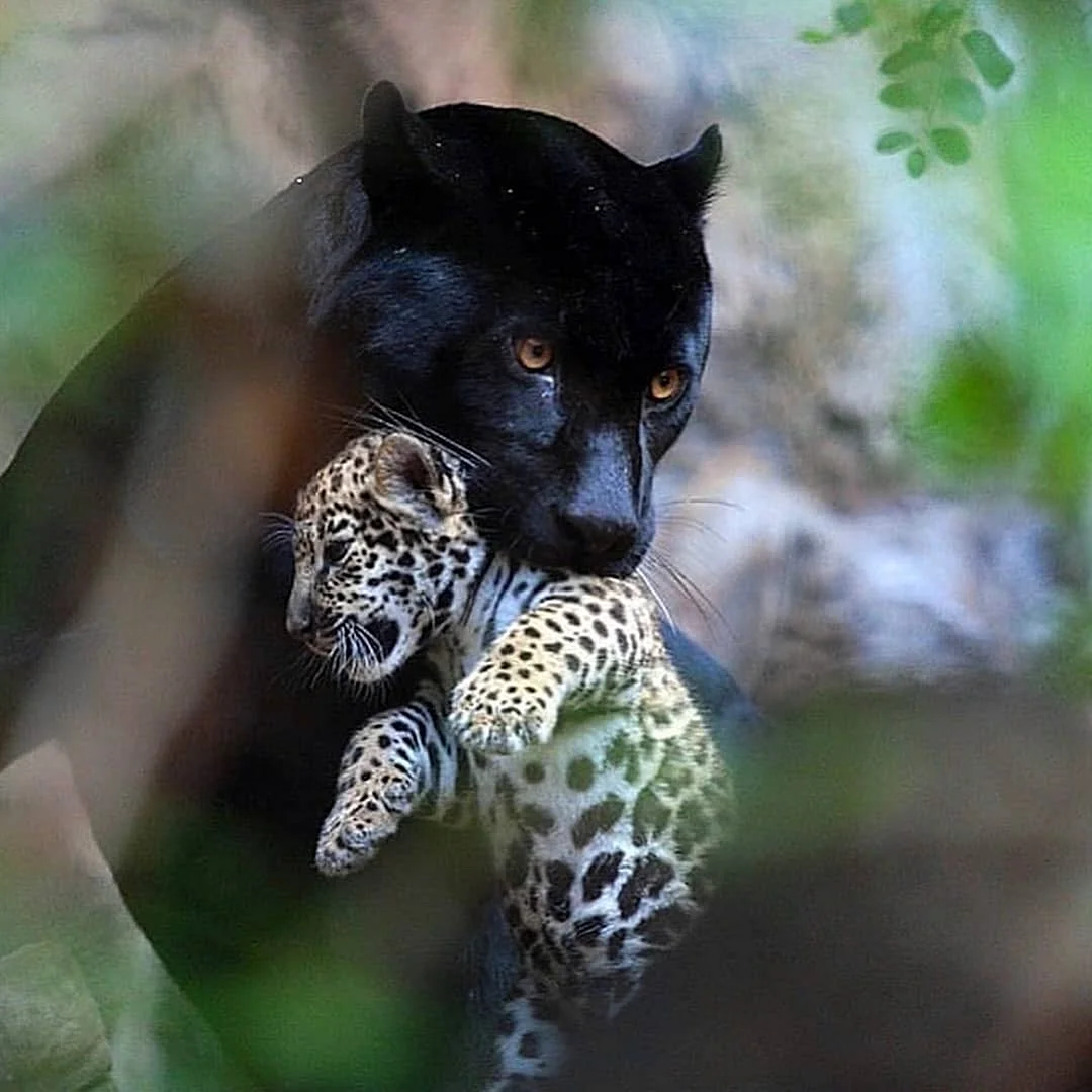 Черная пантера с детёнышем