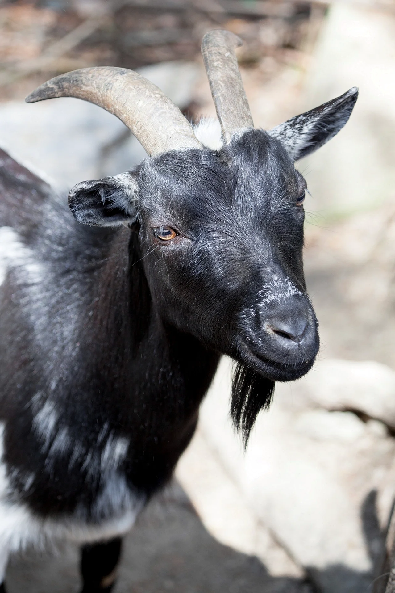 Черная порода коз
