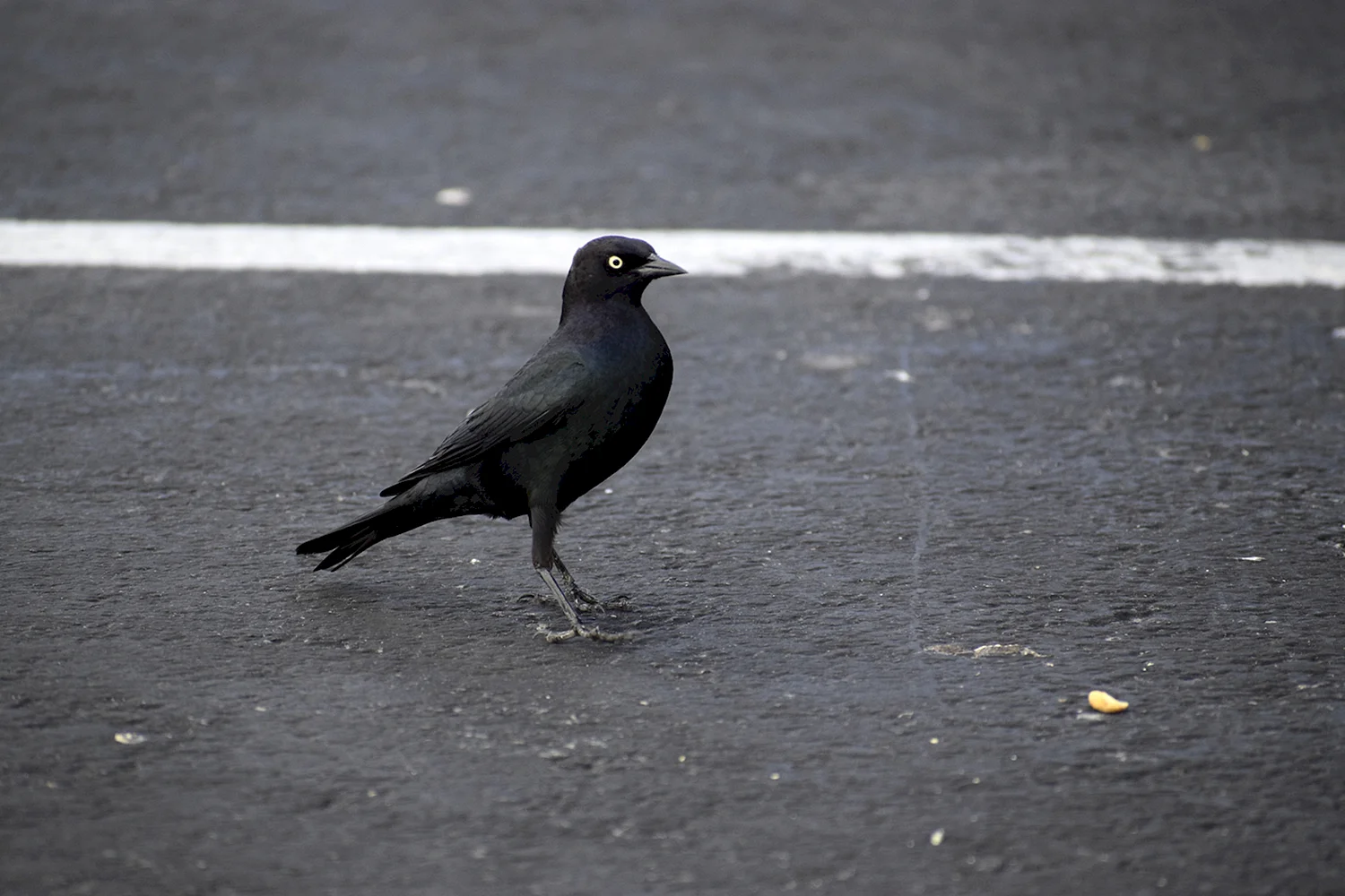 Черная птица похожая на голубя