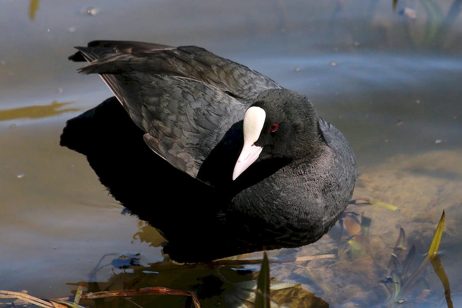 Чёрная птица с белым клювом водоплавающая