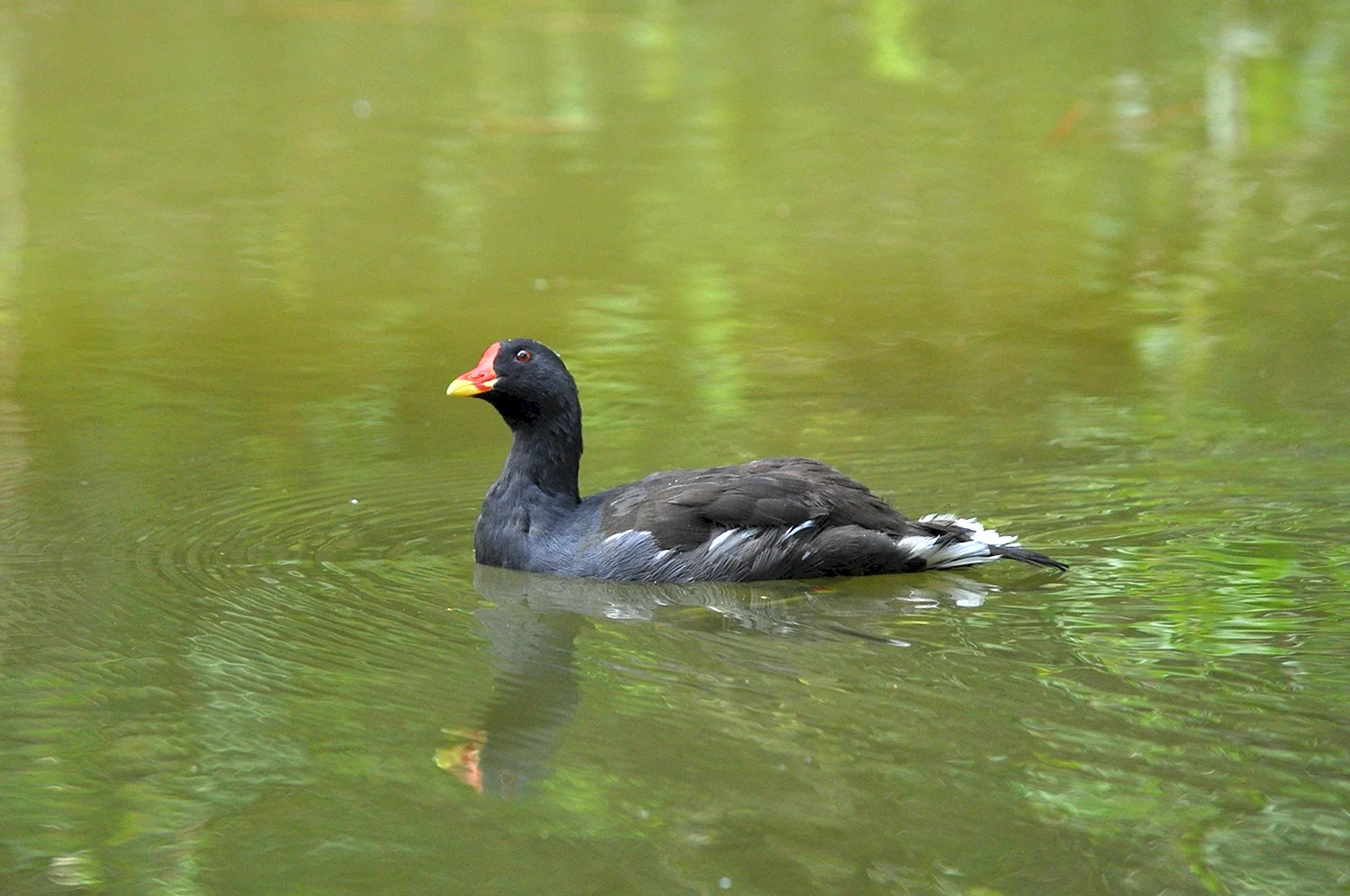 Чёрная птица с красным клювом водоплавающая
