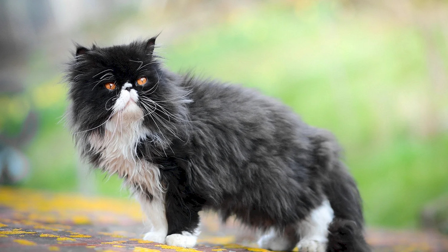 Черная пушистая кошка порода