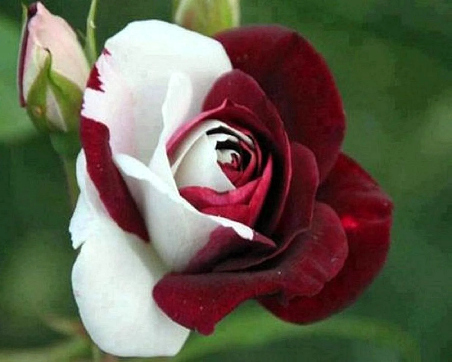 Черная роза Осирия