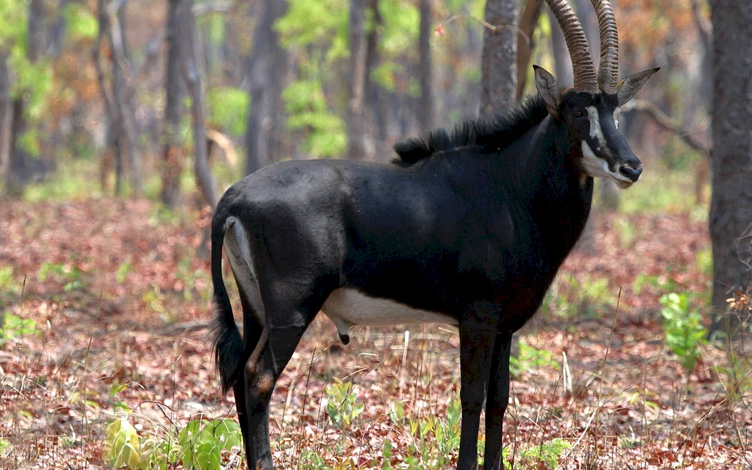 Черная саблерогая антилопа