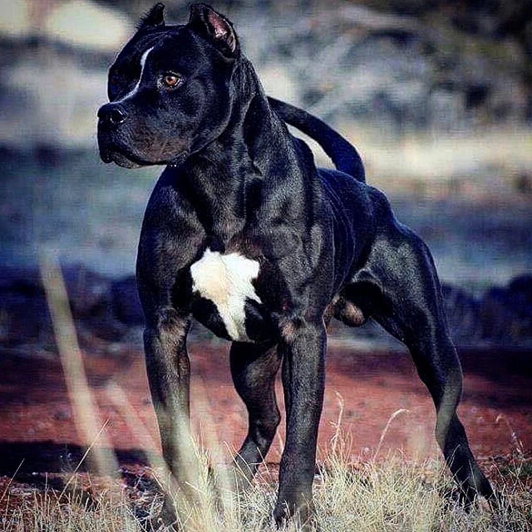 Черная собака с мышцами