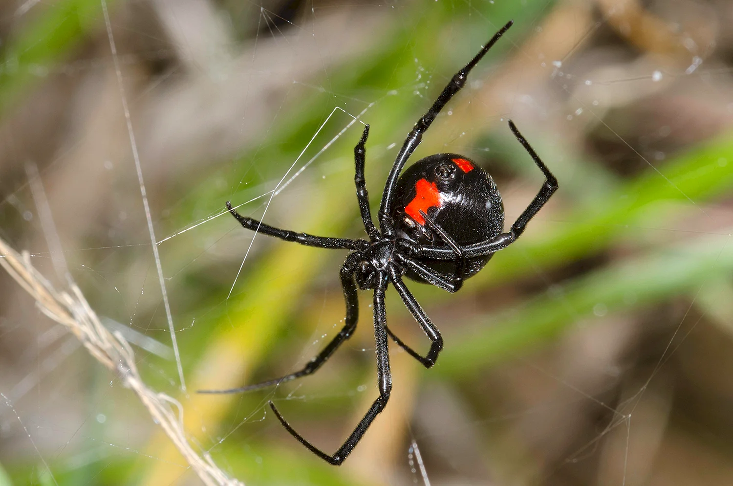 Черная вдова паук