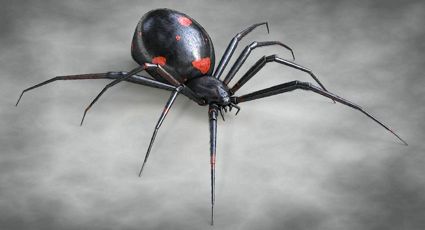 Чёрная вдова паук большой