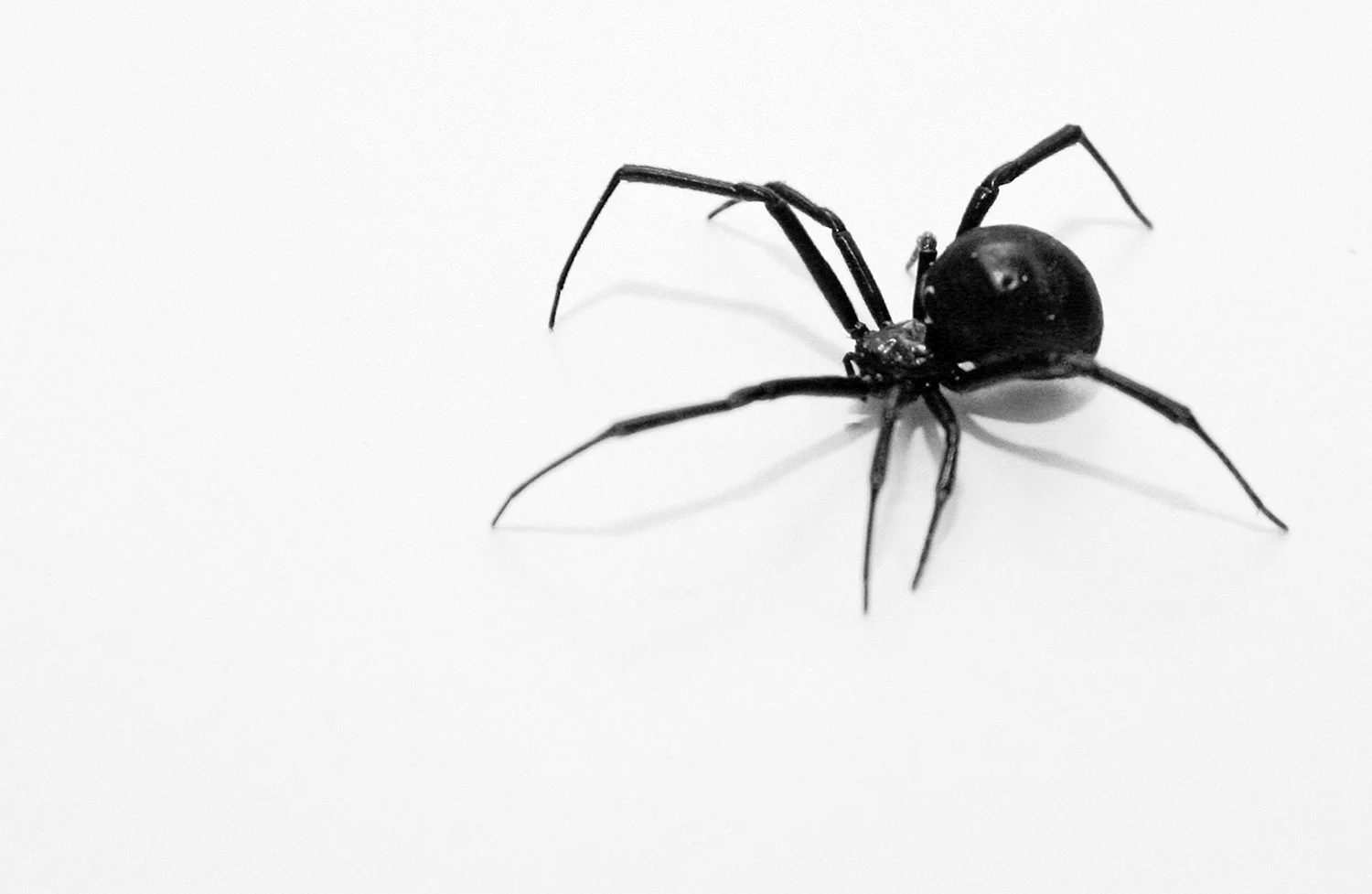 Чёрная вдова паук большой