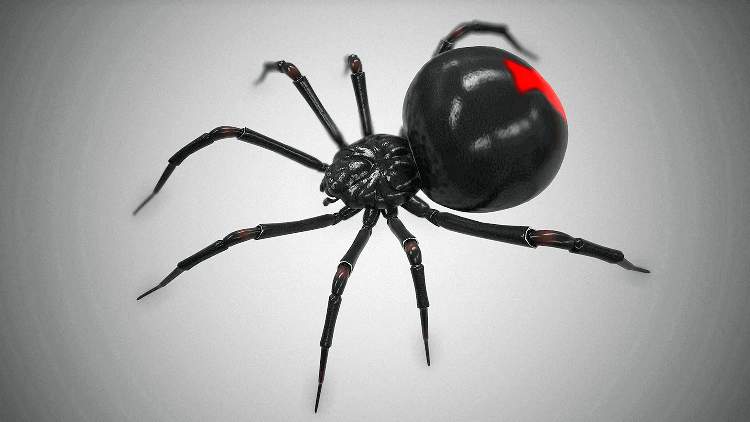 Чёрная вдова паук кокон