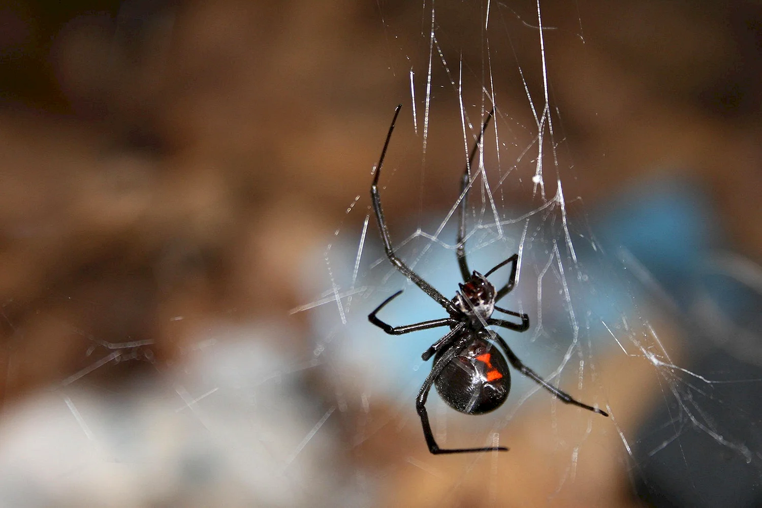 Чёрная вдова паук самец