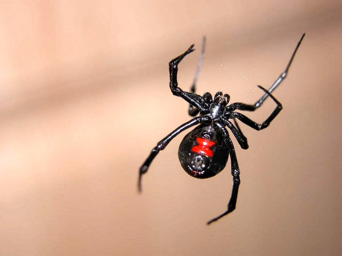 Чёрная вдова паук самка