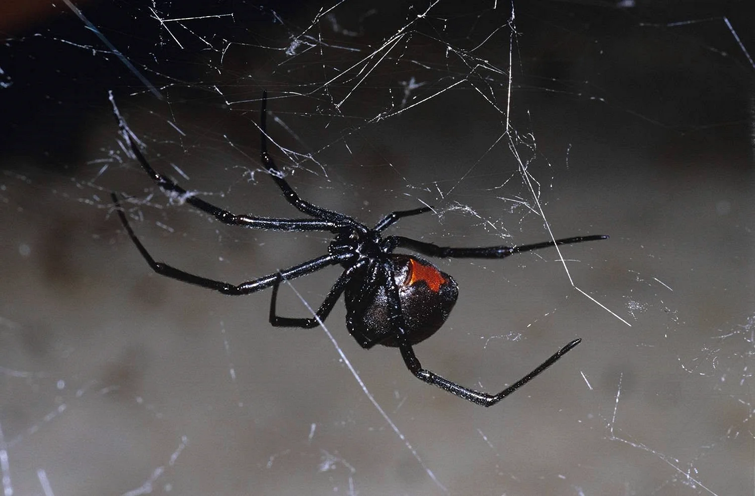Чёрная вдова паук жвалы