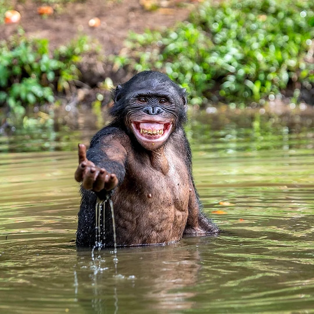 Чёрная водяная обезьяна