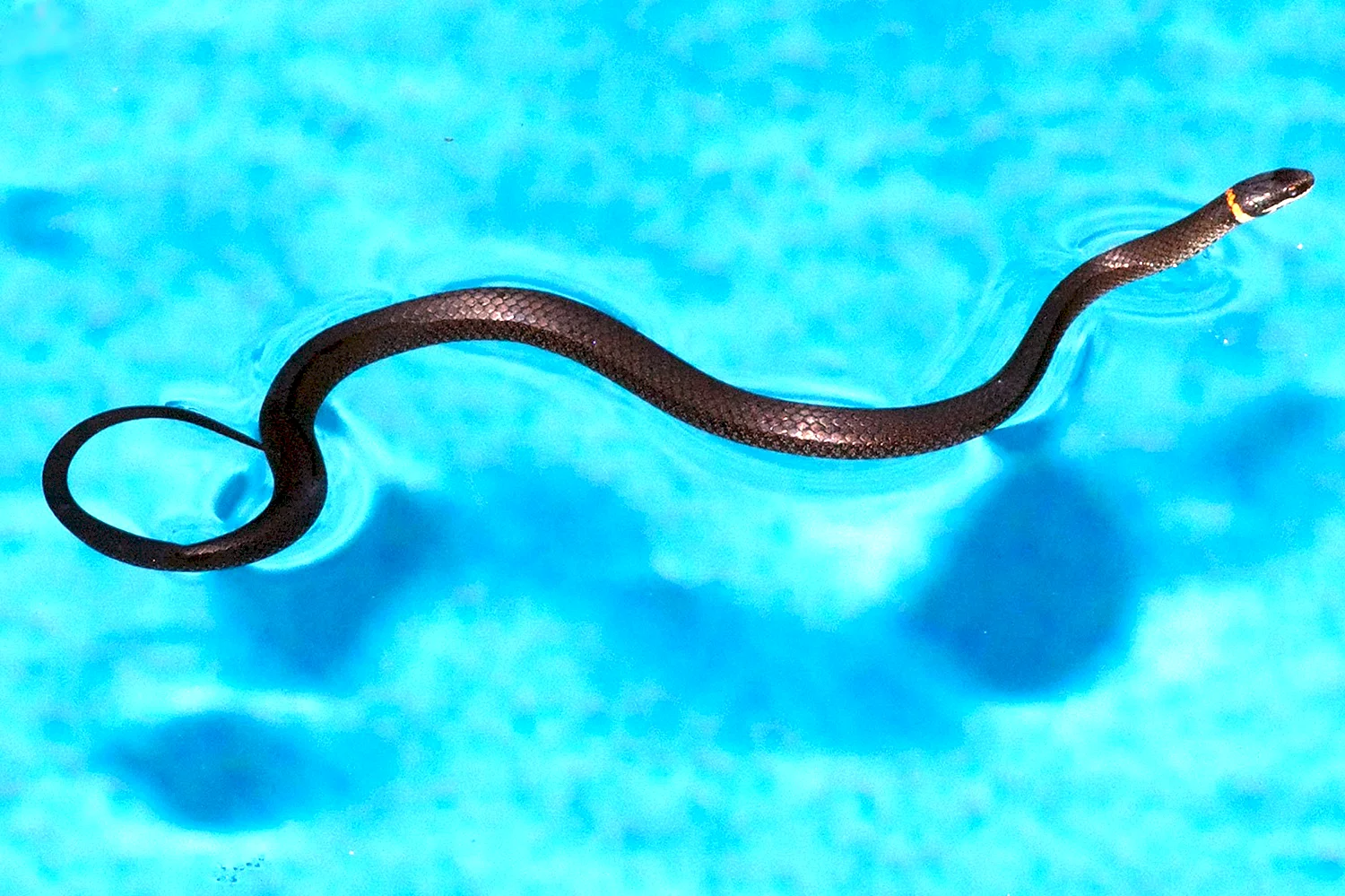 Черная водяная змея