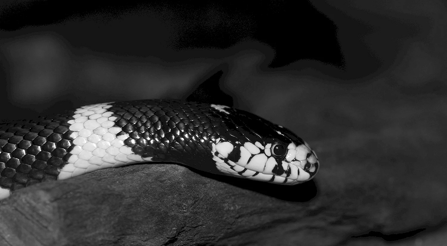 Черная змея с белым брюхом