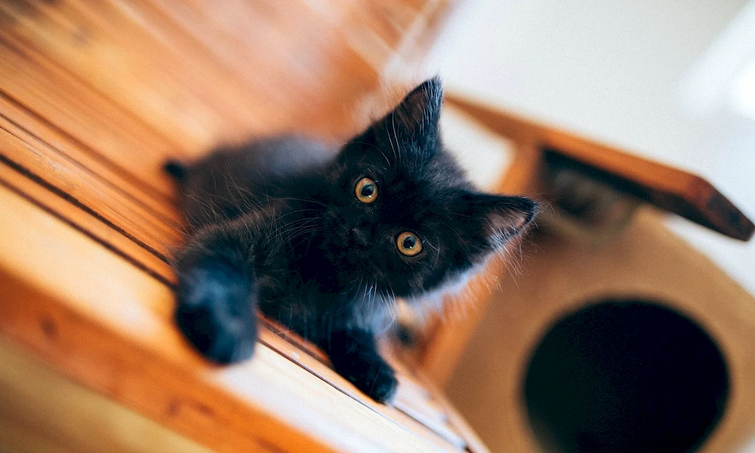 Черненький котенок