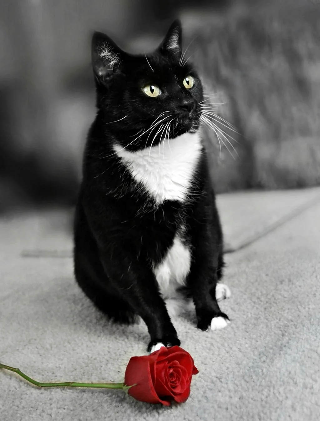Черно белая кошка