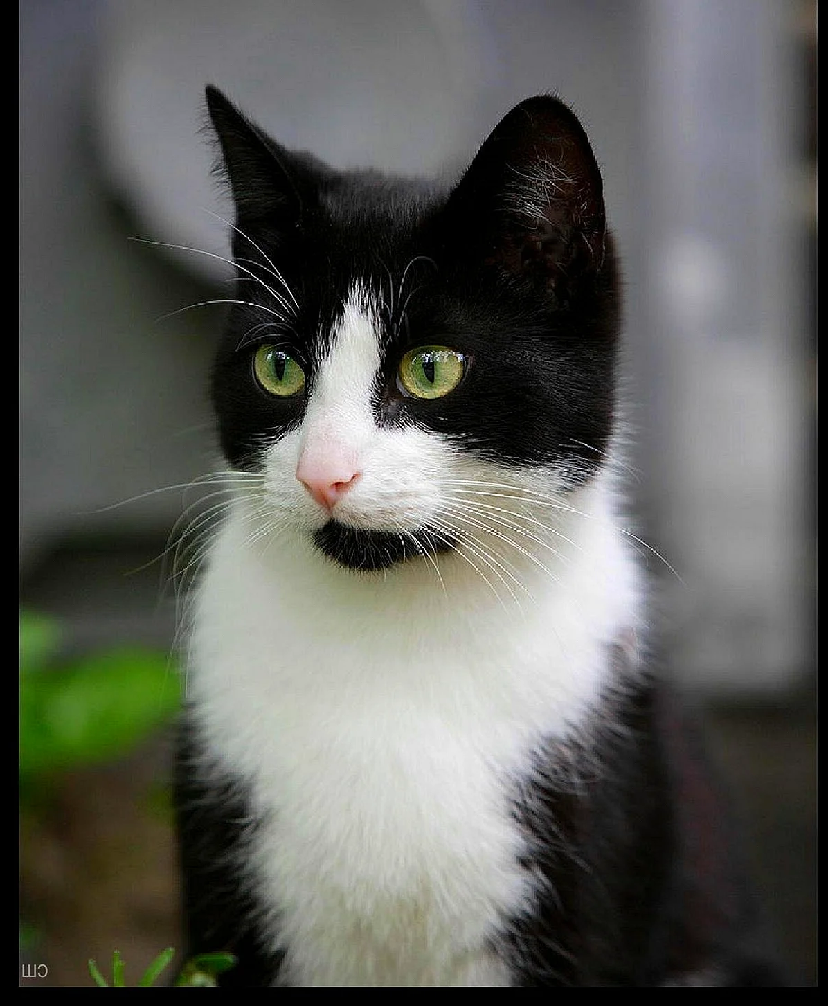 100 000 изображений по запросу Черный белый кот доступны в рамках роялти-фри лицензии