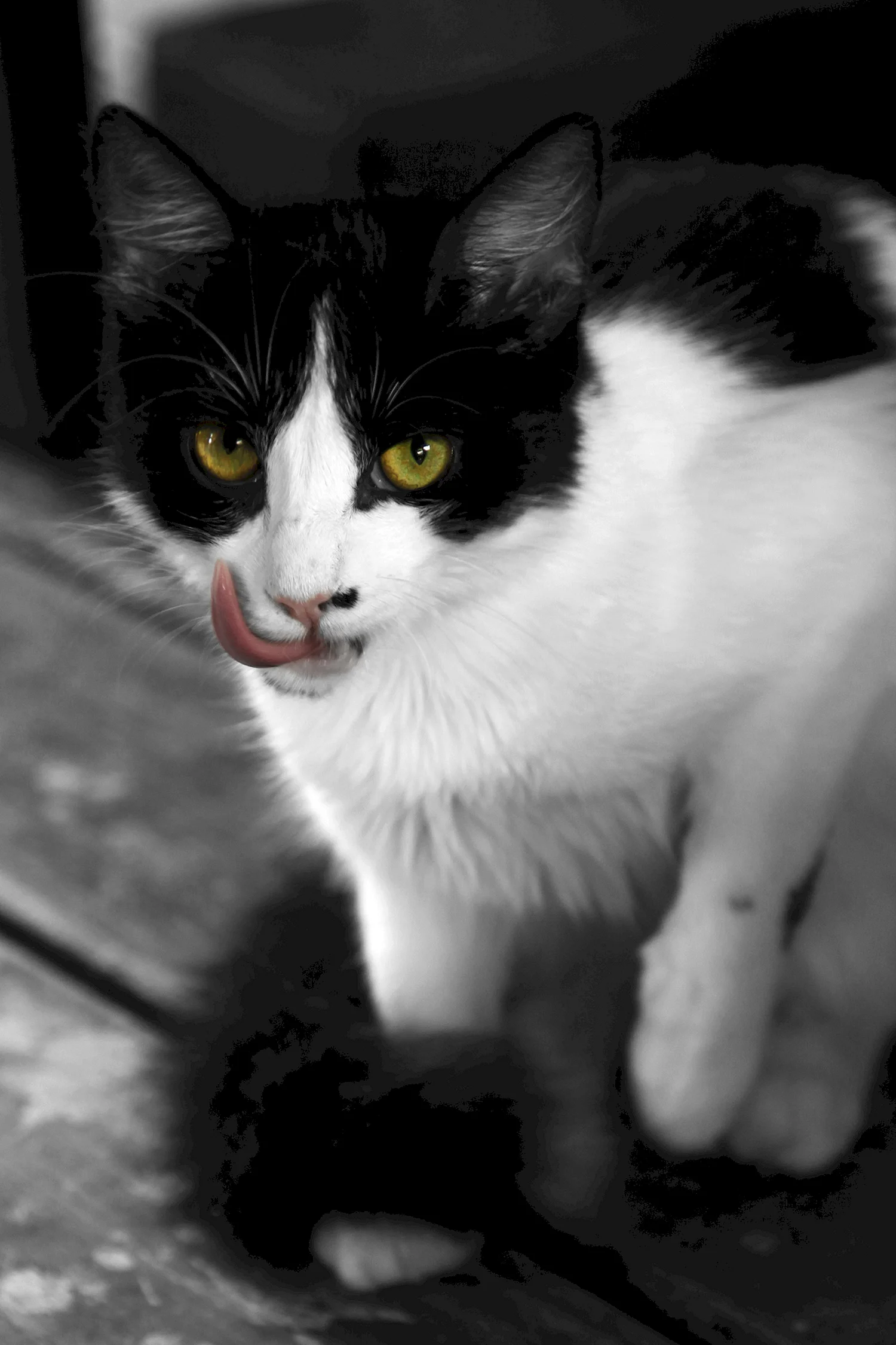 Чёрно белый кот
