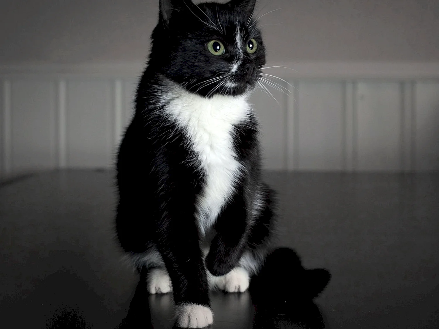 Черно белый кот