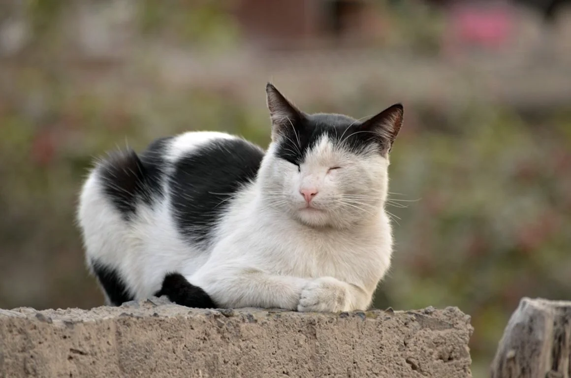 Черно белый кот